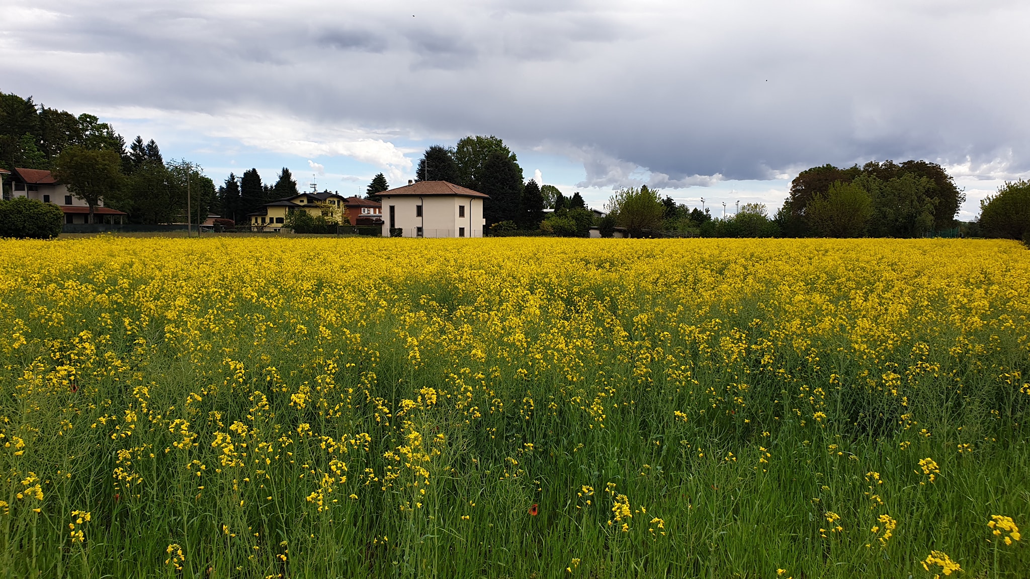 Tradate Campo di colza