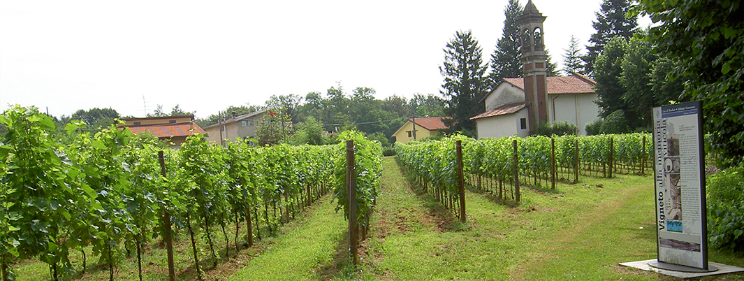 Tradate MAfonna delle Vigne