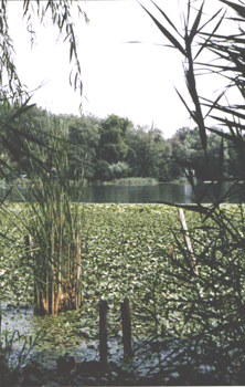 Gavirate Lago