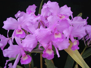 Casciago Orchidee